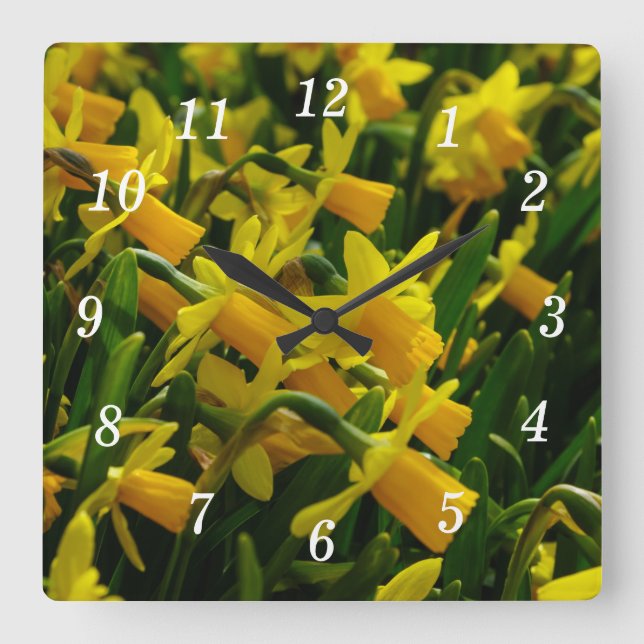 Relógio Quadrado Família De Daffodils (Frente)