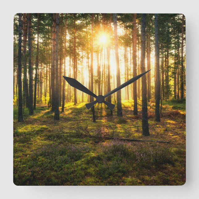 Relógio Quadrado Feixes do Sol brilham na floresta de pinheiros (Frente)