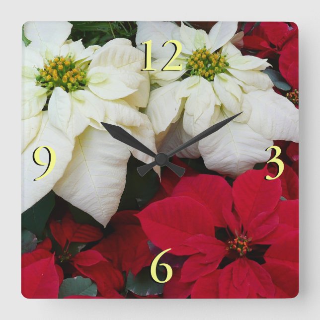 Relógio Quadrado Férias de Natal White e Red Poinsettias II (Frente)