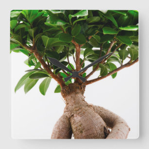 Relógio Quadrado Ficus Ginseng