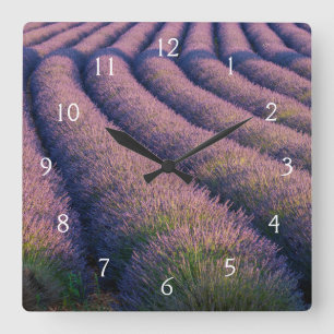 Relógio Quadrado Fileiras de lavanda na Provença