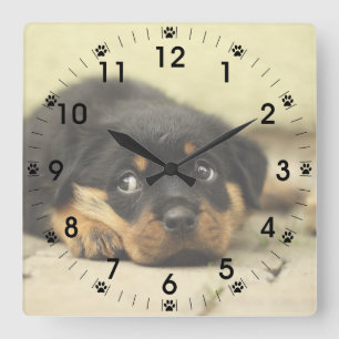 Relógio Quadrado Filhote de cachorro adorável de Rottweiler
