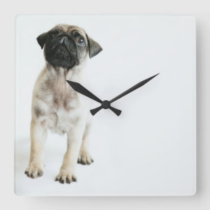 Relógio Quadrado Filhote de cachorro bonito do Pug