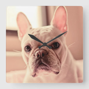 Relógio Quadrado Filhote de cachorro do buldogue francês