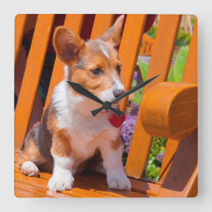 Relógio Quadrado Filhote de cachorro do Corgi de Galês do Pembroke