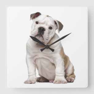 Relógio Quadrado Filhote de cachorro inglês do buldogue (2 meses