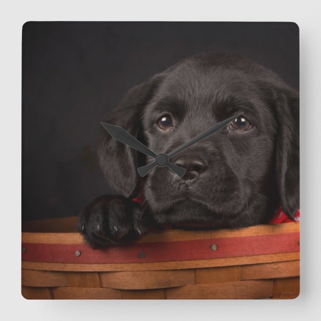 Relógio Quadrado Filhote de cachorro preto de labrador retriever em (Frente)
