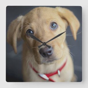 Relógio Quadrado Filhote de cachorro vermelho do Fox Labrador