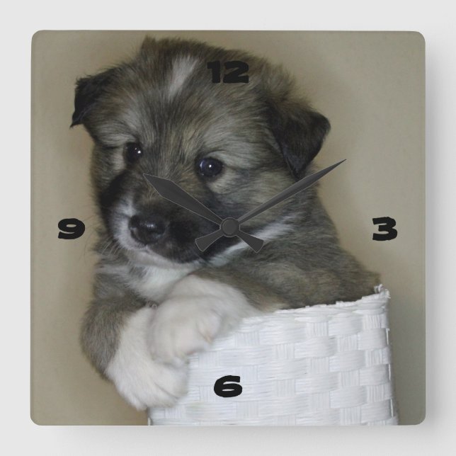 Relógio Quadrado Filhote de cão de islândia (Frente)