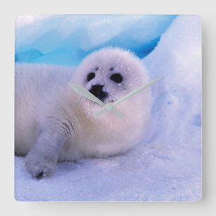 Relógio Quadrado Filhote de Foca Pequena Coberto de Flocos de Neve