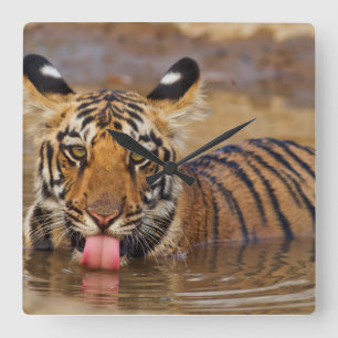 Relógio Quadrado Filhote de tigre-de-bengala-real, bebendo água