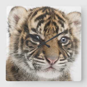 Relógio Quadrado Filhote de tigre de Sumatran