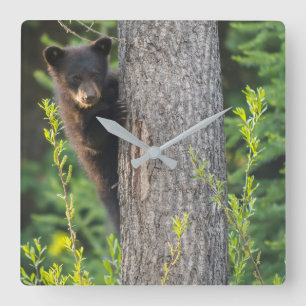 Relógio Quadrado Filhote de Urso Negro na Primavera