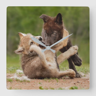 Relógio Quadrado Filhotes de Lobo Cinzento Lutando