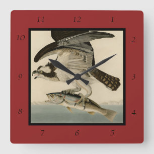 Relógio Quadrado Fish Hawk, Osprey, das Aves da América de Audubon