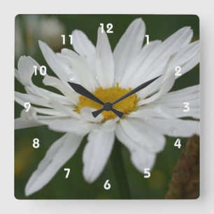 Relógio Quadrado Flor da margarida branca com natureza dos pingos