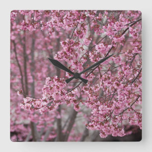 Relógio Quadrado Flores de Cerejeira Sakura Cor-de-Rosa Fluindo
