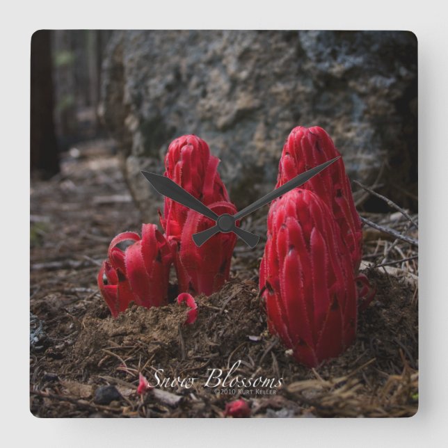 Relógio Quadrado Flores de Neve (Frente)