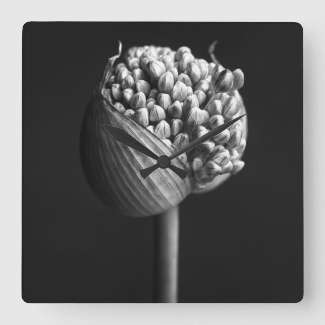 Relógio Quadrado Flores | Flor B&W Allium Bud (Frente)