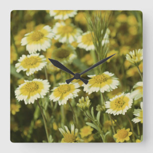 Relógio Quadrado Flores selvagens Amarelo e Branco