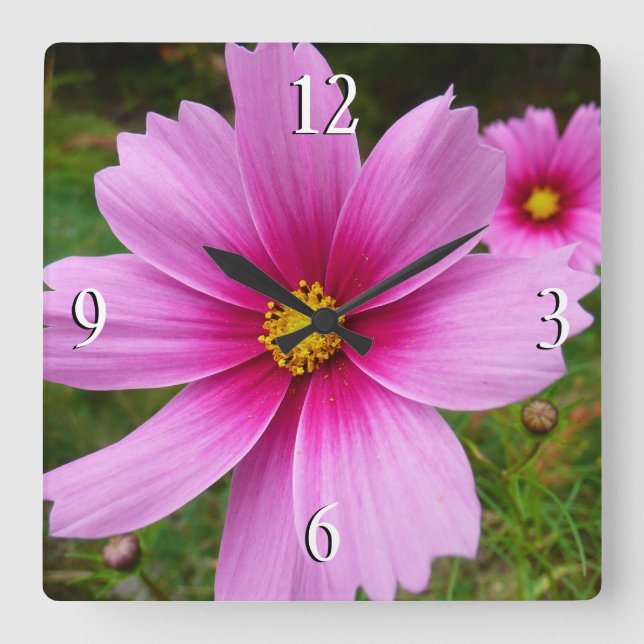 Relógio Quadrado Flores Silvestres Cosmos Rosa (Frente)