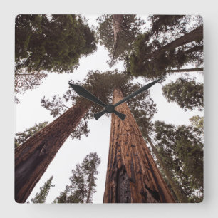 Relógio Quadrado floresta, árvore