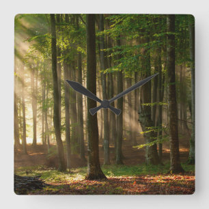 Relógio Quadrado Florestas   Florestas do outono