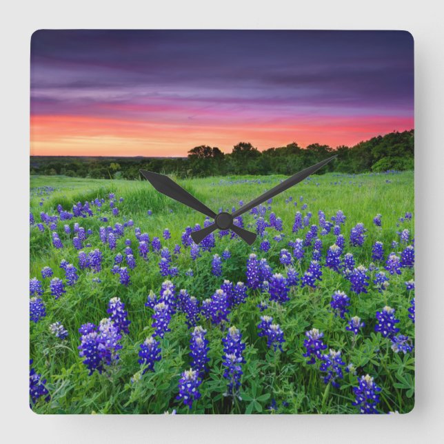 Relógio Quadrado Flowers | Bluebonnets at Sunset Texas (Frente)