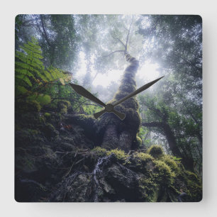 Relógio Quadrado Forests   Anaga Rural Park Canary Islands