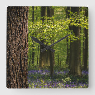 Relógio Quadrado Forests Bluebells in Belgium