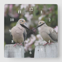Foto dos Doves de luto