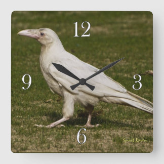 Relógio Quadrado Fotografia Rare White Raven Wildlife