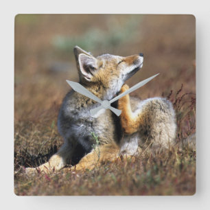Relógio Quadrado Fox Cinza no Parque Nacional Torres Del Paine