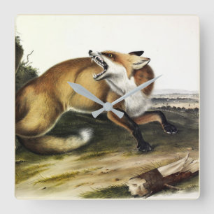Relógio Quadrado Fox Vermelha Americana, Vulpes vulpes fulvus por A