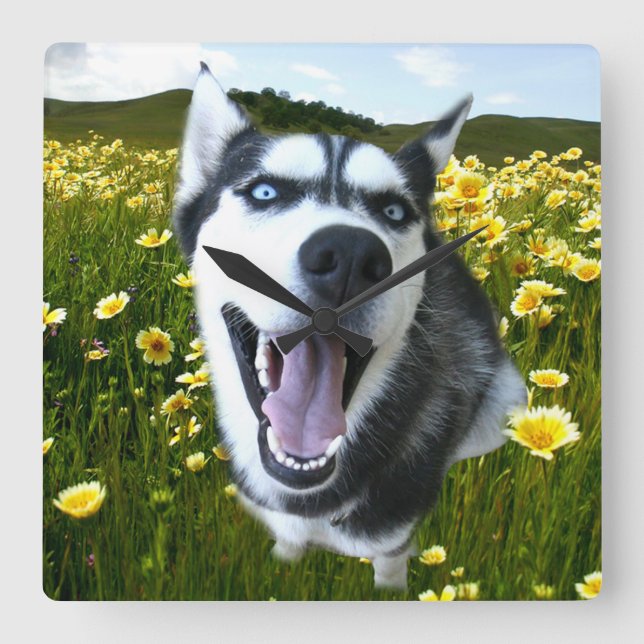 Relógio Quadrado Fun Siberian Husky in the Wildflowers Clock (Frente)