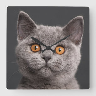 Relógio Quadrado Gatinho britânico de Shorthair (3 meses velho)