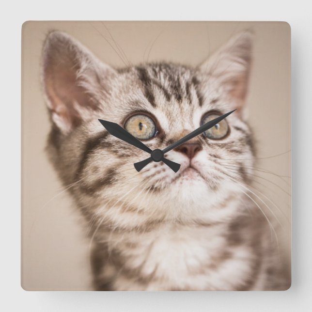 Relógio Quadrado Gatinho de Cabelo Curto Britânico de Cinzas Bonita (Frente)