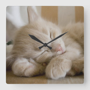 Relógio Quadrado Gatinho Dormindo
