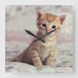 Relógio Quadrado Gatinho minúsculo do gengibre