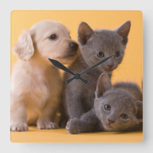 Relógio Quadrado Gatinhos do russo & filhotes de cachorro azuis do