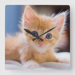 Relógio Quadrado Gato bonito com olhos azuis