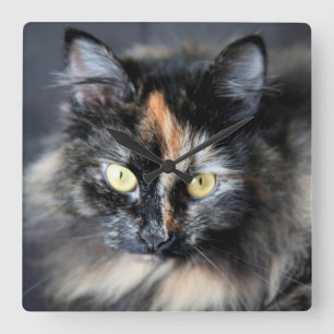 Relógio Quadrado Gato Siberian