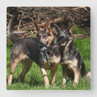 Relógio Quadrado German shepherd azuis