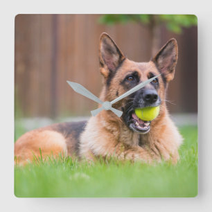 Relógio Quadrado German shepherd Com Bola De Tênis