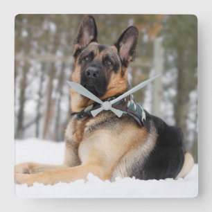 Relógio Quadrado German shepherd Na Neve
