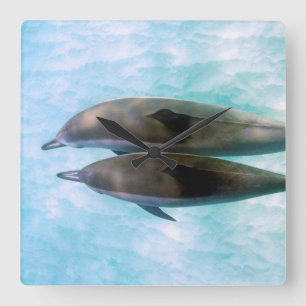 Relógio Quadrado Golfinhos do girador   Oahu Havaí