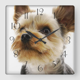 Relógio Quadrado Gorgeous Yorkshire Terrier