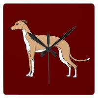 Greyhound italiano - Folha azul