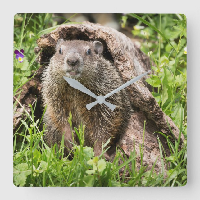 Relógio Quadrado Groundhog em um registro vazio (Frente)