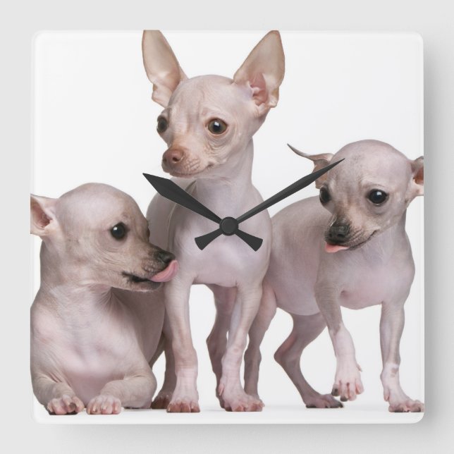 Relógio Quadrado Hairless Chihuahua (5 and 7 months old) (Frente)